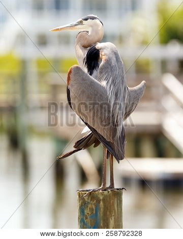 Green Heron Perched On A Post Near The Inter Coastal Waterway With Wings Spread