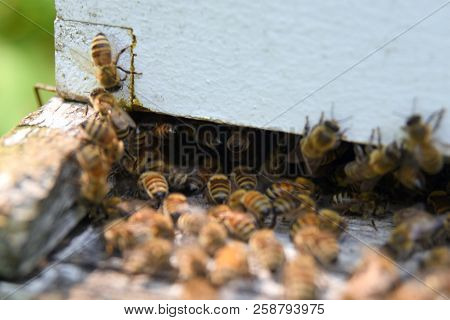 The Bees At Front Hive Entrance Macro Close Up. Bee Flying To Hive. Honey Bee Entering The Hive. Hiv