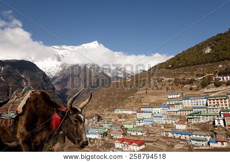 Yak In Namche Bazaar Village - Nepal