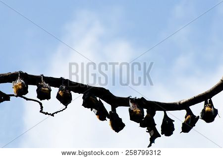 Indian Flying Foxes On Branches - Sri Lanka