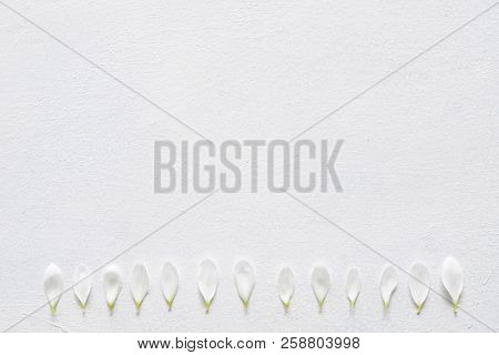 Daisy Petals Row On White Background. Delicate Herbera Flower Composition. Nature And Flora Concept.