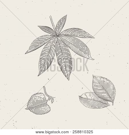 Endgraved Vintage Drawn Leafs Linear Leafs Illustrations