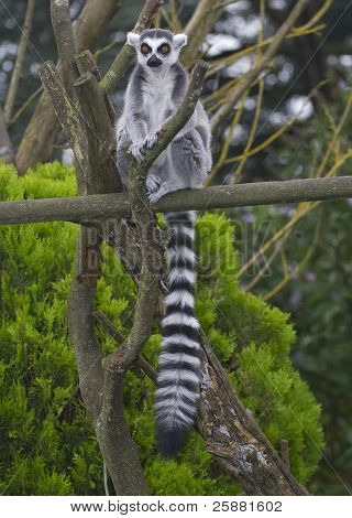 Prsten sledoval Lemur, Lemur Kata, sedí na bidýlku