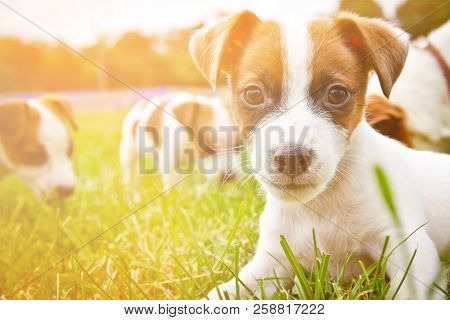 Little Puppys Are Walking And Playing On The Street