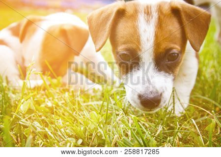 Little Puppys Are Walking And Playing On The Street In The Grass