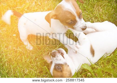 Little Puppys Are Walking And Playing On The Street In The Grass