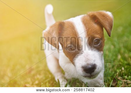 Little Puppys Are Walking And Playing In The Grass