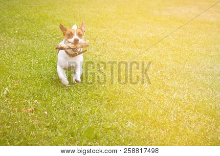 Dog Running With A Stick In The Mouth Is Playing