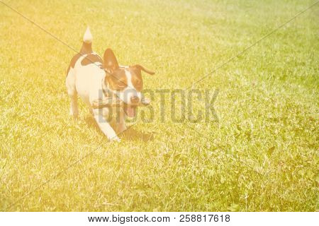 Dog Running With A Stick In The Mouth Is Playing