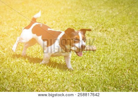 Dog Running With A Stick In The Mouth Is Playing