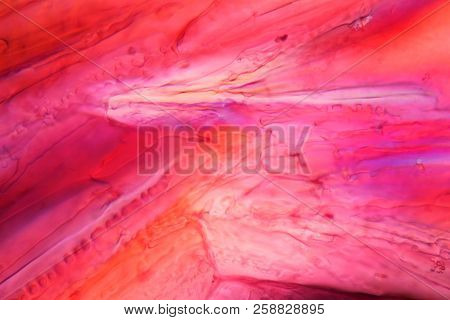 Red Wine Under A Microscope, Tempranillo.