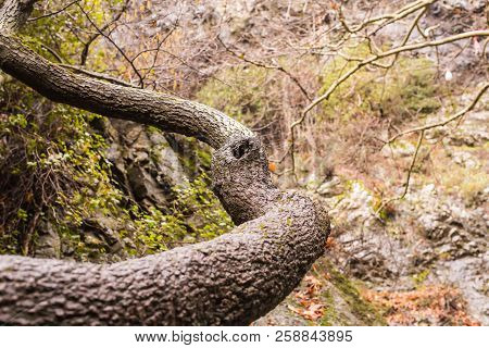 Autumn Nature With Rocks And Leaves In Troodos Mountains In Cyprus