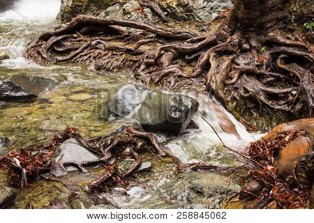 Autumn Nature With Rocks And Leaves In Troodos Mountains In Cyprus