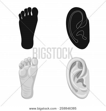 Isolated Object Of Human And Part Symbol. Collection Of Human And Woman Stock Vector Illustration.