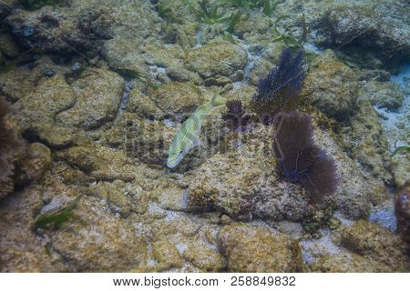 Haemulon Flavolineatum Swimming Over A Reef Off The Shore Of Roatan