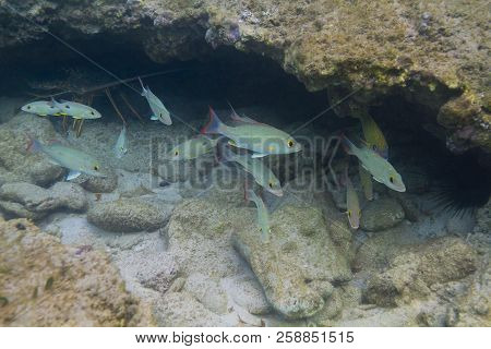 School Of Juvenile Mahogany Snapper Swimming Under A Rock