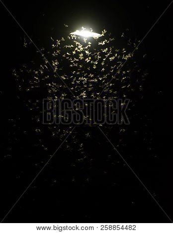 Many Mayfly Swarming Street Light At Night