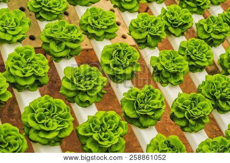 Fresh Lettuce Leaves, Close Up., Butterhead Lettuce Salad Plant, Hydroponic Vegetable Leaves. Organi