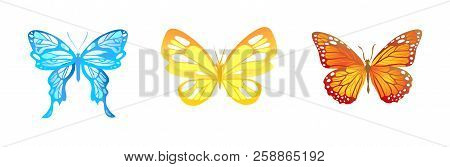 Beautiful Butterfly Isolated. Insect Icon. Vector Illustration