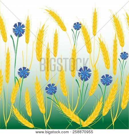 Charming  Spikelets Of Yellow Wheat And Blue Cornflowers On A White Background. Can Be Used For The 