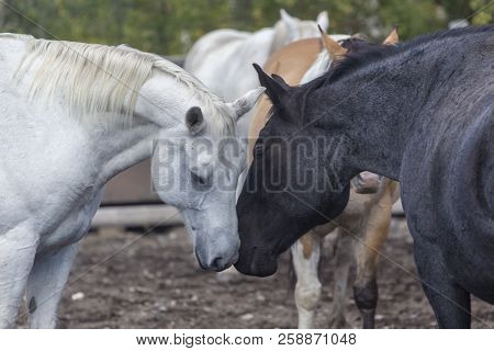 White And Black Ranch Horses Nuzzling In Wyoming Corral