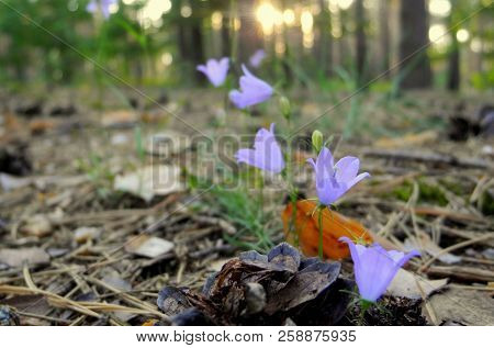 Forest Bells On A Glade In A Pine-deciduous Forest During Sunset. Against The Background Of Flowers 