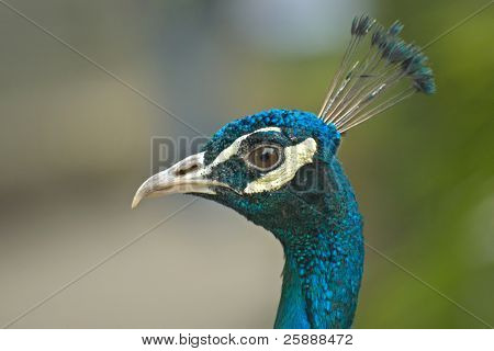 wunderschöne Leiter ein Pfau