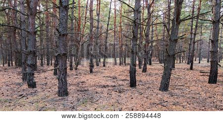 Dense Pine Grove In The Early Yellow Autumn