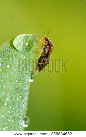 The Bedbug Sits On A Leaf.in The Morning The Grass Is Covered With Dew.