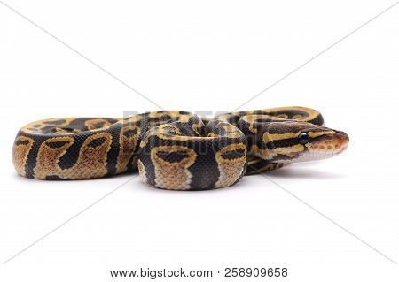 Royal Ball Python Isolated On White Background