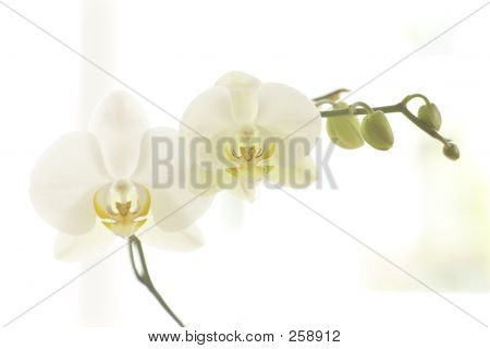 Orchid 003