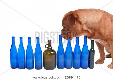 Dogue de bordeaux geride bıraktığı boş şişeleri sayıyor