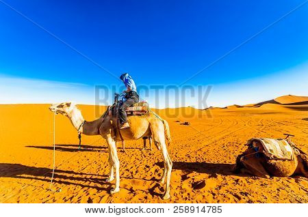 Girl On Camel Doing Camel Trek In The Desert Of Morocco Next To M'hamid