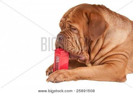Dogue de bordeaux bir İngiliz telefon kulübesi oyuncak