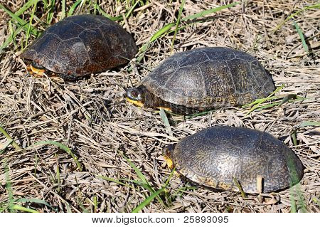 Blandings skildpadder i Illinois