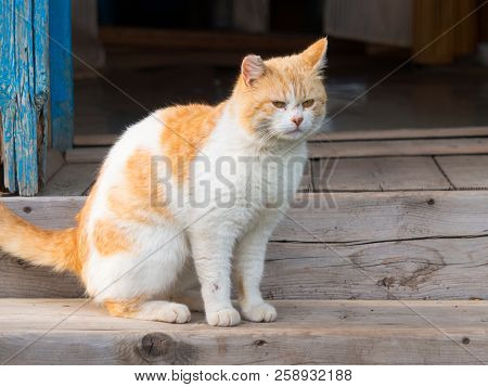 A Red Cat On A Wooden Porch