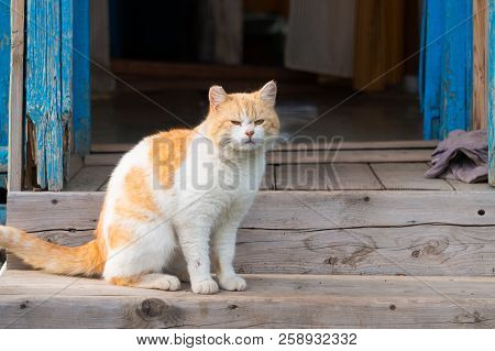 A Red Cat Is Standing On The Porch