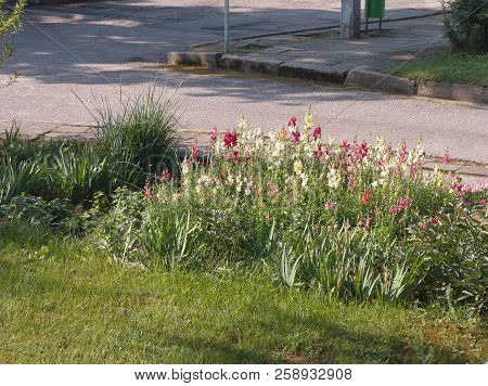 Street Pavement And Flowers In A Good Sunny Day, Oiutdoor Cropped Shot