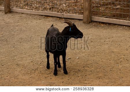 Black Goat In The Enclosure On A Farm.a Black Goat With A Blue Plastic Mark In The Ear On A Farm.