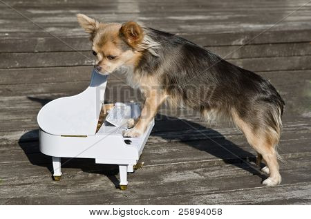 Maestro chihuahua hund spiller på klaver på solrige Stadium