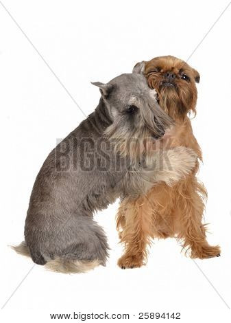 To sjove hunde spiller krammede hinanden, isoleret