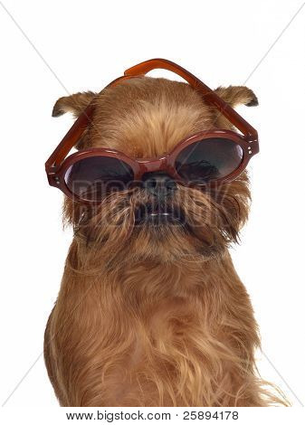 lustige Hund mit Brille, isoliert