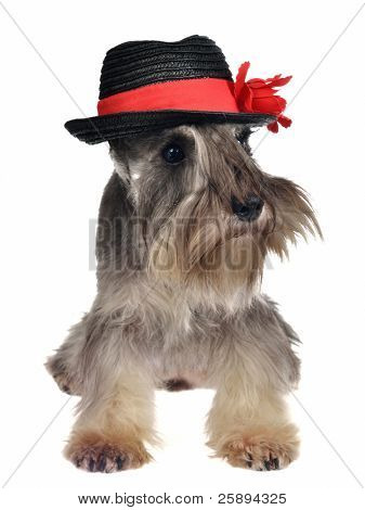 Hund med hat isoleret