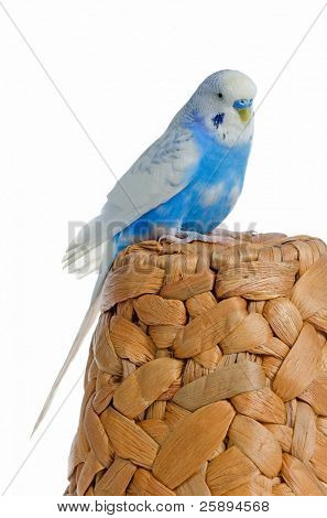 Perroquet bleu sur un chapeau de rotin, isolé