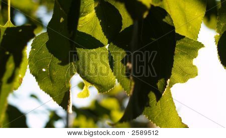 Foglie