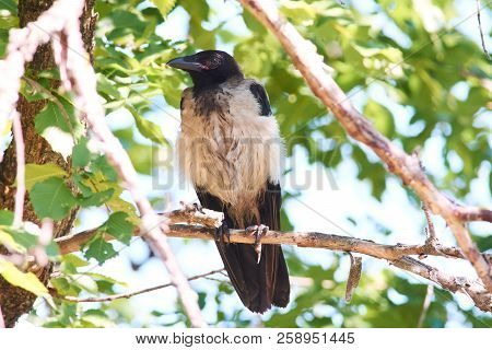 Young Hooded Crow (corvus Cornix) Sits On A Branch Of An Elm Tree.