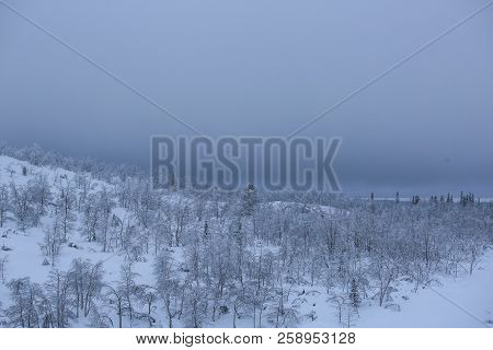 North Europe. Snow Covered Scandinavian Boreal Coniferous Forest , Taiga - Most Northern In Europe (