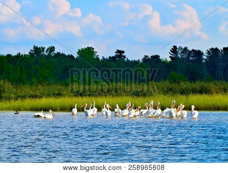 American White Pelicans In A Row On Lake Irving In Bemidji Minnesota