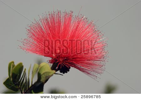 een roze poeder puff bloem tegen de achtergrond van een grijze lucht