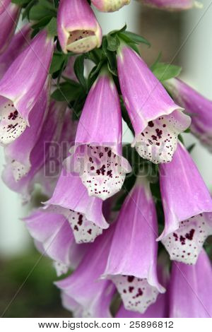light purple fox glove flowers